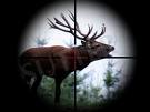 RC optiques armes